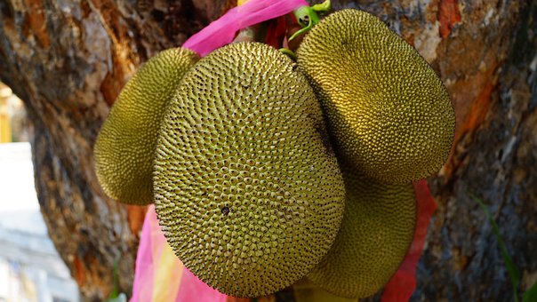 What is the Nutritional Value of Jackfruit and Is Jackfruit Healthy for You?