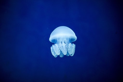 What is the Nutritional Value of Jellyfish and Is Jellyfish Healthy for You?