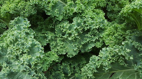 What is the Nutritional Value of Kale per 100g and Is Kale per 100g Healthy for You?