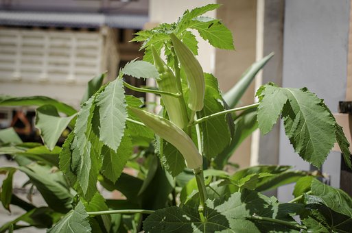 What is the Nutritional Value of Okra per 100g and Is Okra per 100g Healthy for You?