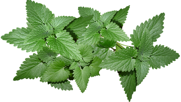 What is the Nutritional Value of Mint Leaves and Are Mint Leaves Healthy for You?