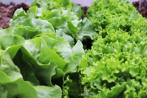 What is the Nutritional Value of Lettuce and Is Lettuce Healthy for You?