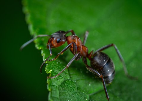 What is the Nutritional Value of Ants and Are Ants Healthy for You?