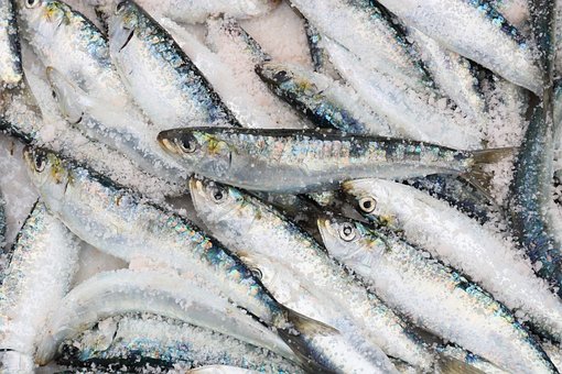 What is the Nutritional Value of Sardine Fish and Is Sardine Fish Healthy for You?