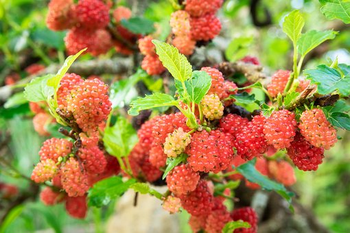 What is the Nutritional Value of Mulberries and Are Mulberries Healthy for You?