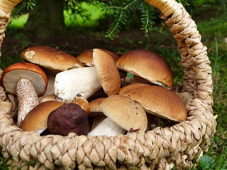 What is the Nutritional Value of Mushrooms and Is Mushrooms Healthy for You?