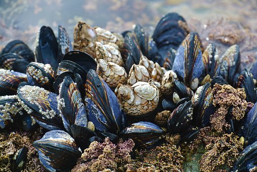What is the Nutritional Value of Mussels and Is Mussels Healthy for You?