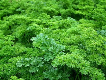 What is the Nutritional Value of Parsley and Is Parsley Healthy for You?