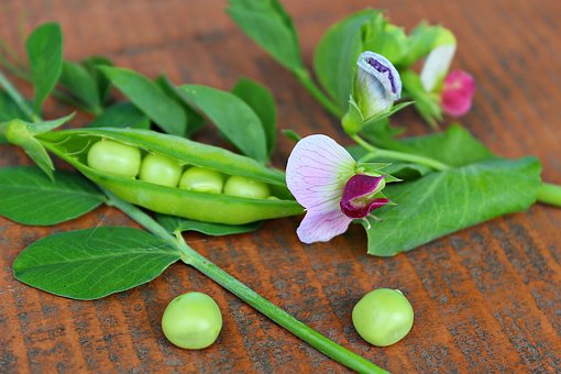 What is the Nutritional Value of Green Peas per 100g and Is Green Peas per 100g Healthy for You?