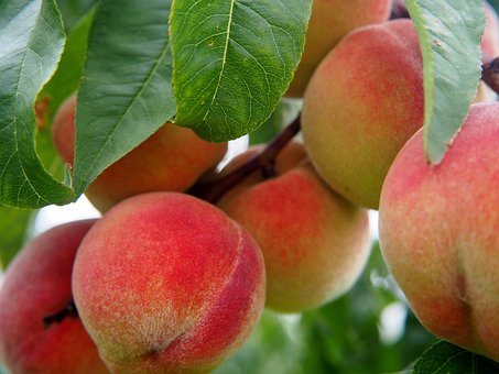 What is the Nutritional Value of Peach Fruit and Are Peach Fruit Healthy for You?