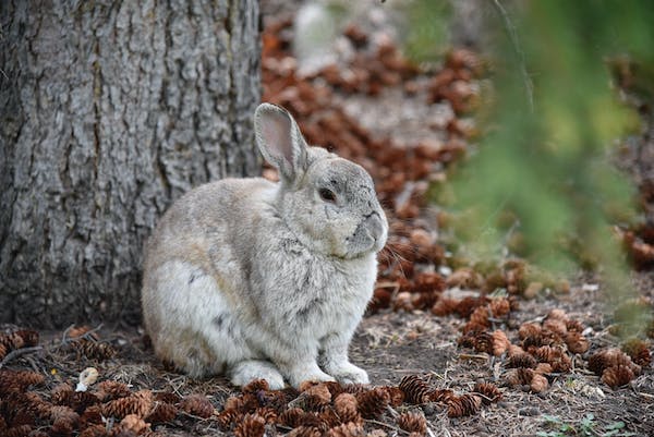 What is the Nutritional Value of Rabbit and Is Rabbit Healthy for You?