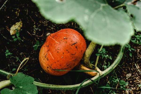 What is the Nutritional Value of Pumpkin Leaves and Are Pumpkin Leaves Healthy for You?