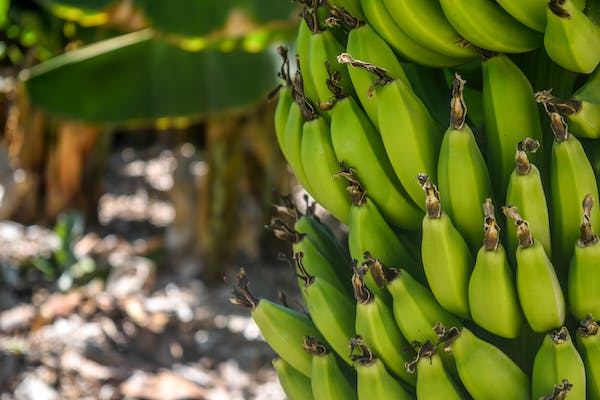 What is the Nutritional Value of Banana and Is Banana Healthy for You?