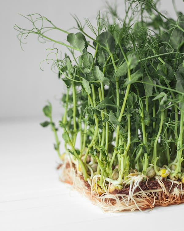 What is the Nutritional Value of Microgreens and Is Microgreens Healthy for You?