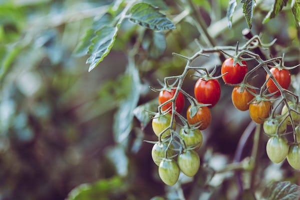 What is the Nutritional Value of Tomatoes and Is Tomatoes Healthy for You?