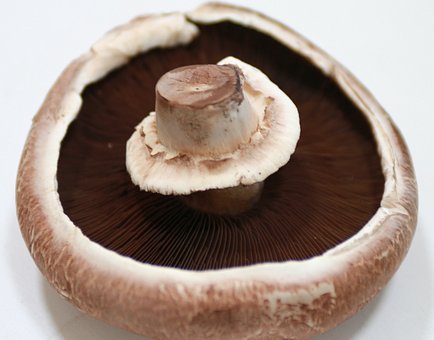 What is the Nutritional Value of Portobello Mushrooms and Is Portobello Mushrooms Healthy for You?