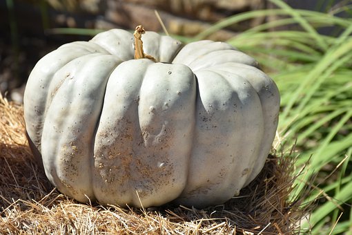 What is the Nutritional Value of White Pumpkin and Is White Pumpkin Healthy for You?