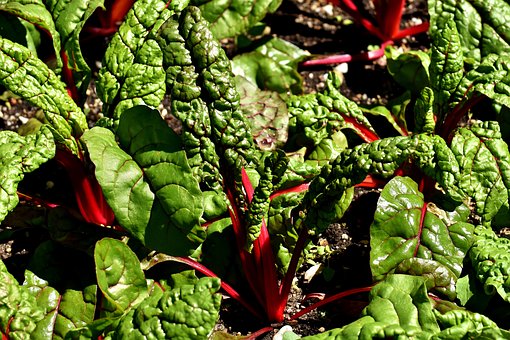 What is the Nutritional Value of Chard and Is Chard Healthy for You?