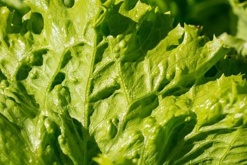What is the Nutritional Value of Iceberg Lettuce and Is Iceberg Lettuce Healthy for You?