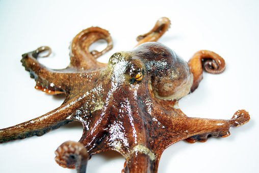 What is the Nutritional Value of Octopus and Is Octopus Healthy for You?