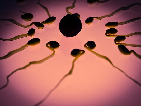 What are the Symptoms of Fertilization and the Treatment for Fertilization?