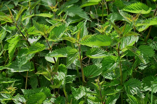 What is the Nutritional Value of Nettles and Is Nettles Healthy for You?