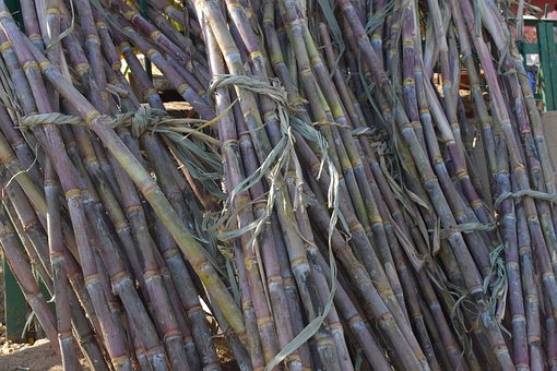What is the Nutritional Value of Sugarcane and Is Sugarcane Healthy for You?