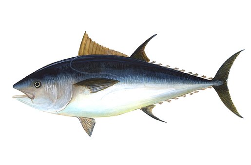 What is the Nutritional Value of Tuna Fish and Is Tuna Fish Healthy for You?