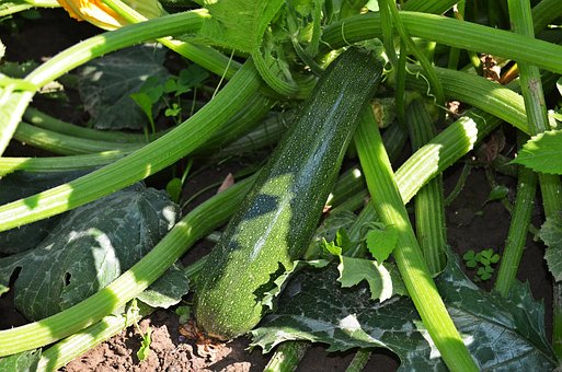 What is the Nutritional Value of Courgette and Is Courgette Healthy for You?