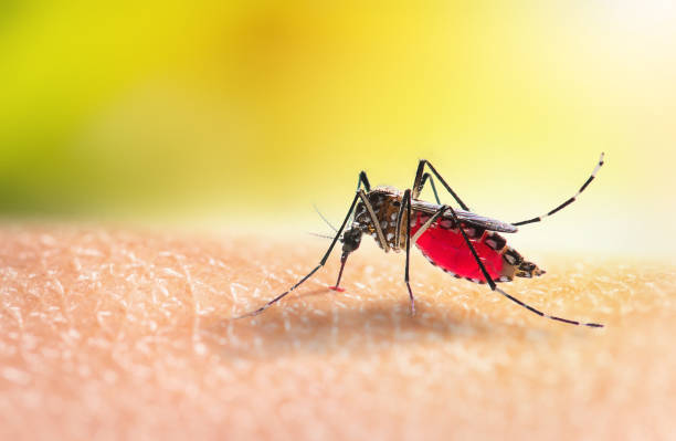 What are the Symptoms and Signs of Malaria and the Treatment for Malaria?
